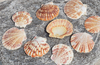 Ракушки Pecten Lentigious № 6