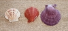 Ракушки Pecten Lentigious № 6